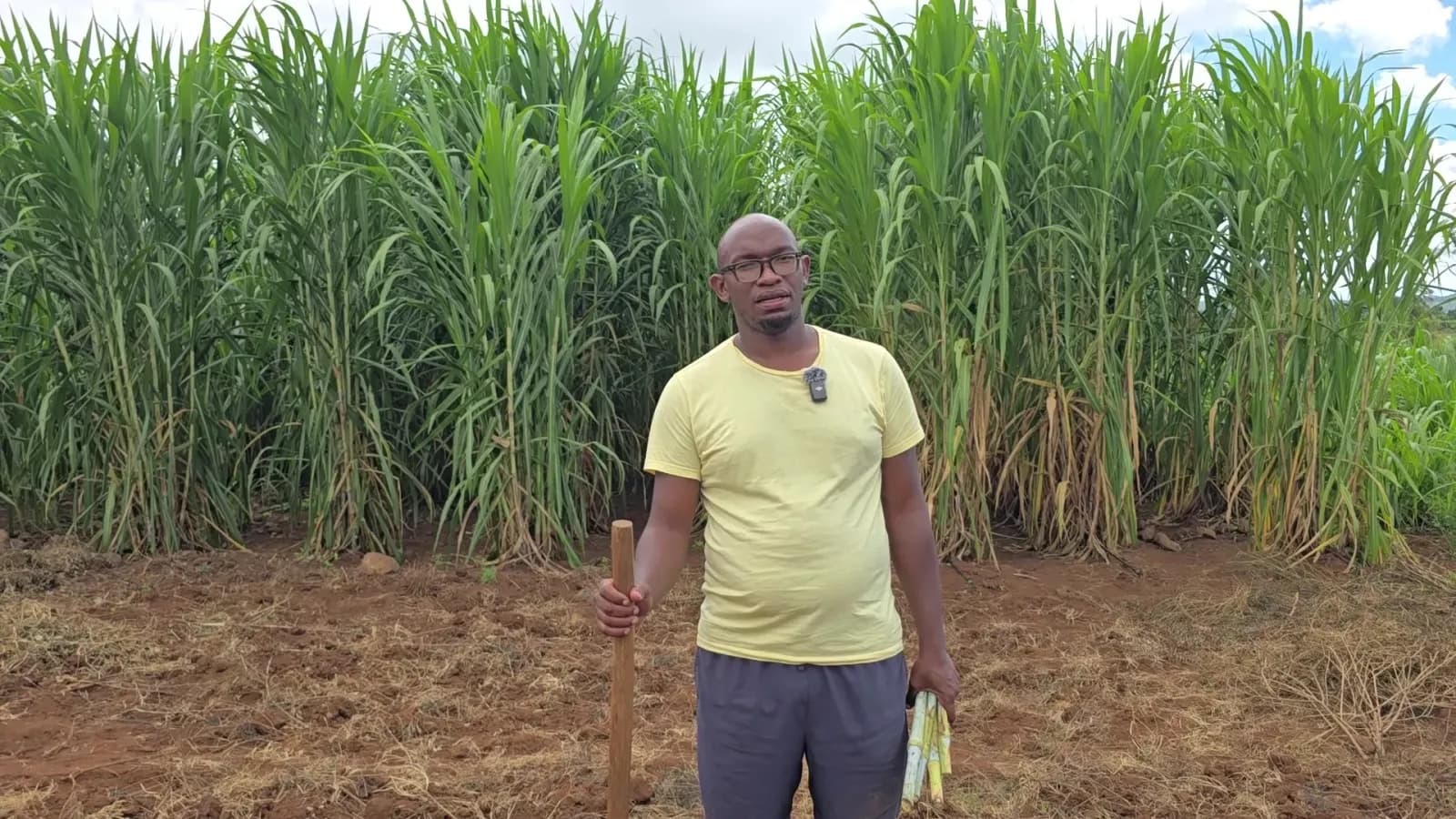 Juncao fodder grass growing at Moran Farms